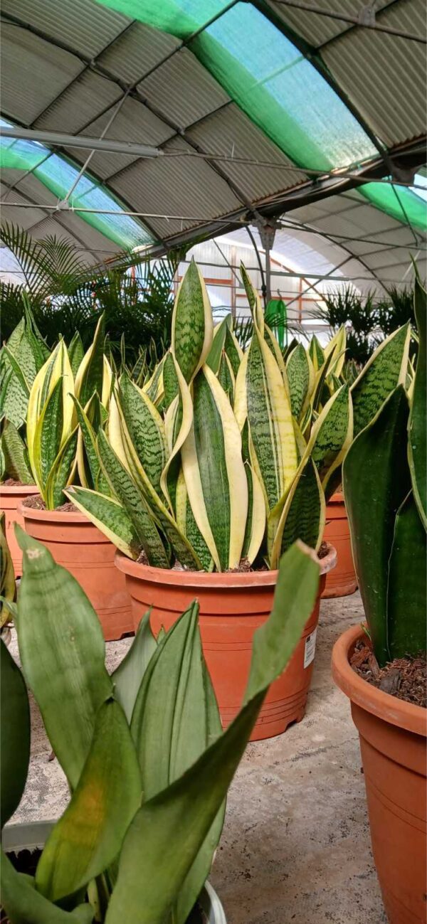 Lengua de Suegra (Sansevieria trifasciata) - Imagen 2