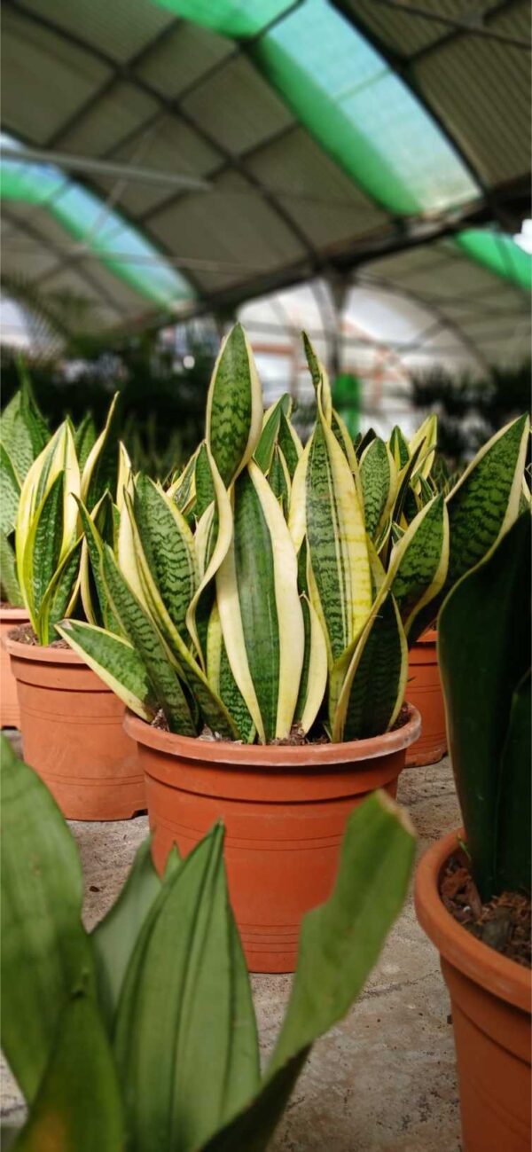 Lengua de Suegra (Sansevieria trifasciata) - Imagen 3