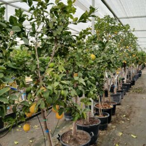 Limonero (Citrus limon)
