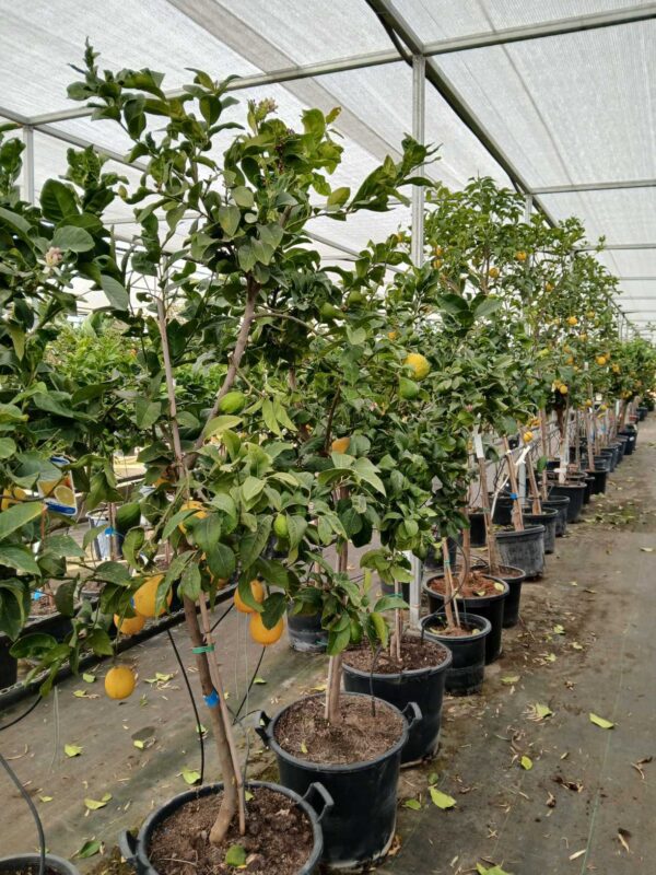 Limonero (Citrus limon)