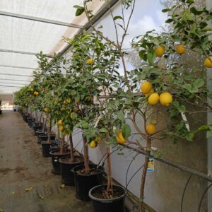 COMPRAR LIMONERO ONLINE