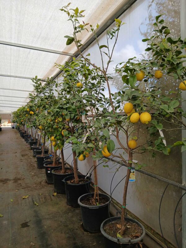 Limonero (Citrus limon) - Imagen 2