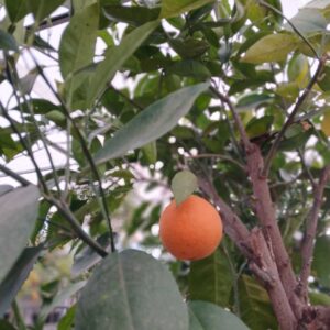 Mandarino en copa (Citrus reticulata)