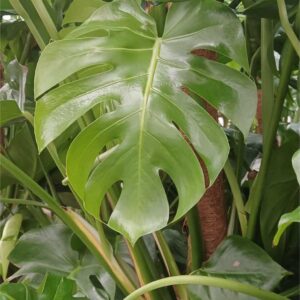 Costilla de Adán grande (Monstera deliciosa)
