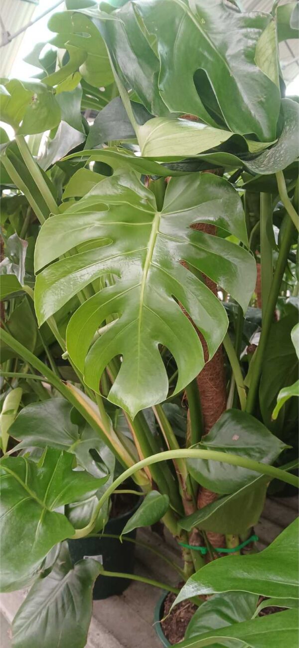 COMPRAR MONSTERA