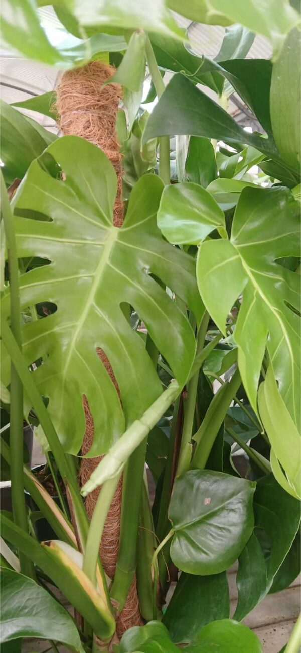 COMPRAR MONSTERA A DOMICILIO Costilla de Adán grande (Monstera deliciosa) - Imagen 3