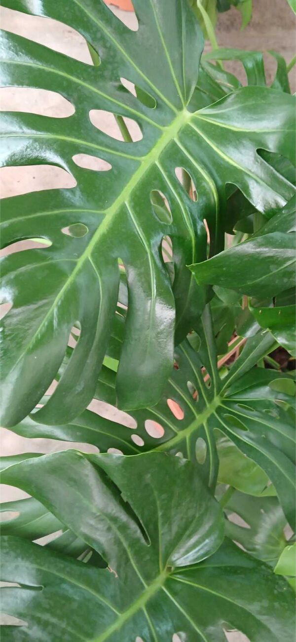 COMPRAR MONSTERA ONLINE Costilla de Adán grande (Monstera deliciosa) - Imagen 2