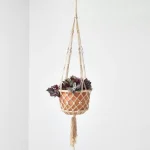 Tradescantia zebrina