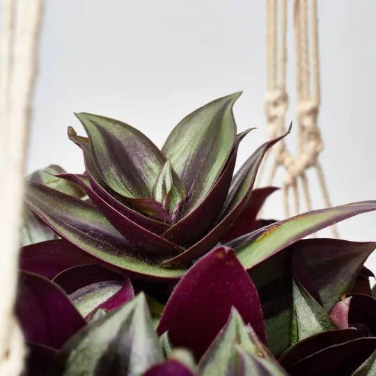 COMPRAR PLANTA AMOR DE HOMBRE o Tradescantia zebrina ONLINE Tradescantia zebrina - Imagen 3