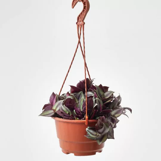 COMPRAR PLANTA AMOR DE HOMBRE o Tradescantia zebrina envio a domicilio Tradescantia zebrina - Imagen 2