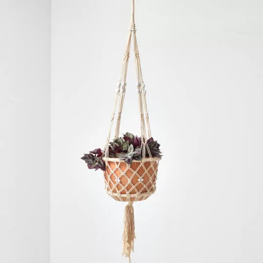 COMPRAR PLANTA AMOR DE HOMBRE Tradescantia zebrina