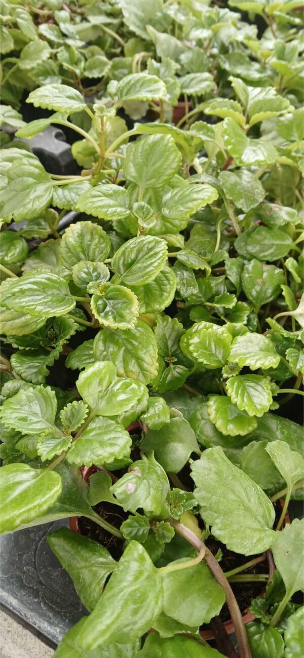 COMPRAR PLANTA DEL DINERO Planta del Dinero (Plectranthus verticillatus) - Imagen 2