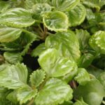 Planta del Dinero (Plectranthus verticillatus)