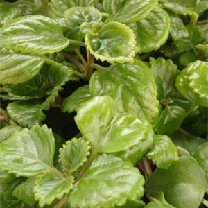 Planta del Dinero (Plectranthus verticillatus)