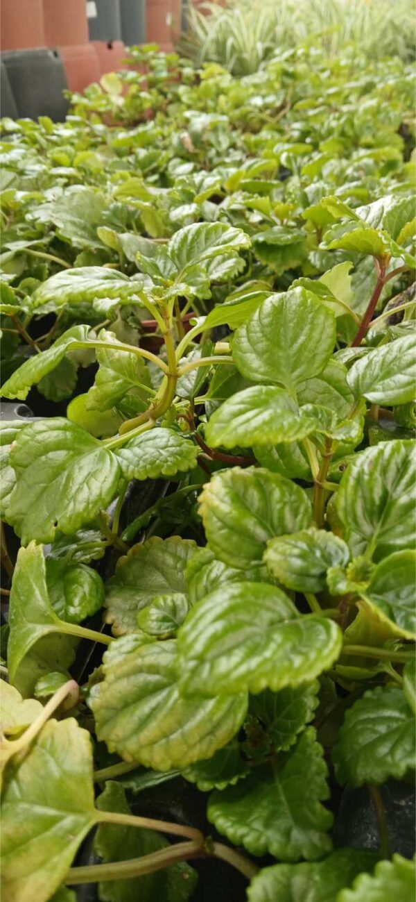 COMPRAR PLANTA DEL DINERO ONLINE Planta del Dinero (Plectranthus verticillatus) - Imagen 3