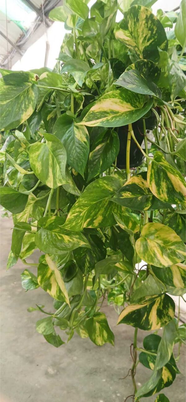 Poto colgante (Epipremnum aureum) - Imagen 3