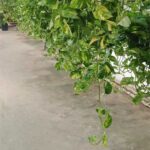 Poto colgante (Epipremnum aureum)