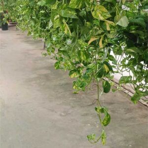 Poto colgante (Epipremnum aureum)