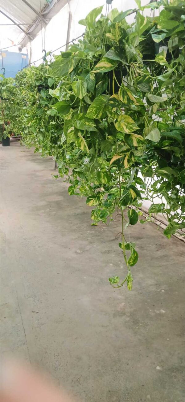 Poto colgante (Epipremnum aureum)