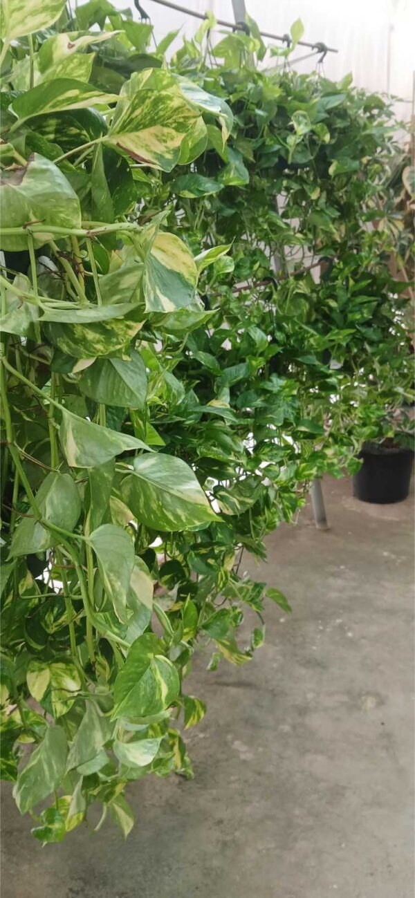 Poto colgante (Epipremnum aureum) - Imagen 2