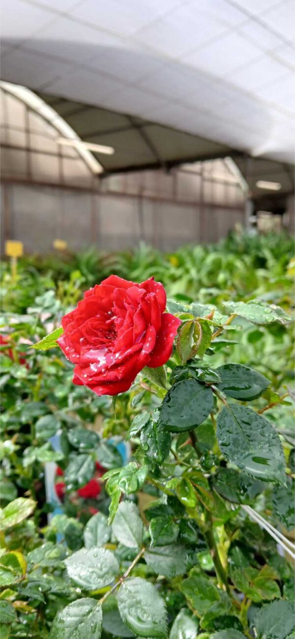 COMPRAR ROSAL Rosal Zepeti (Rosa sp.) - Imagen 3