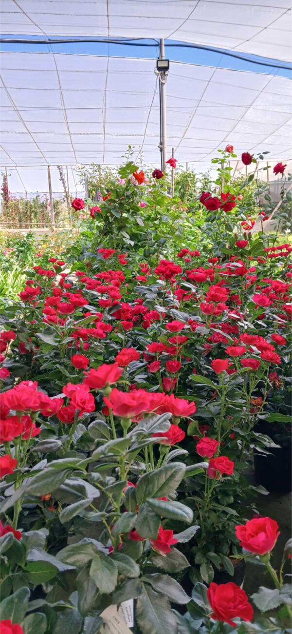 COMPRAR ROSAL A DOMICILIO Rosal Zepeti (Rosa sp.) - Imagen 2