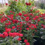 Rosal Zepeti (Rosa sp.)