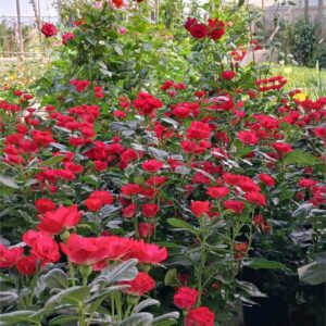 Rosal Zepeti (Rosa sp.)