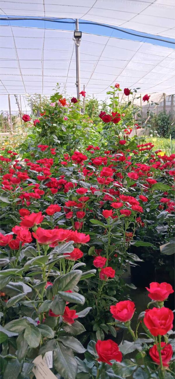 COMPRAR ROSAL ONLINE