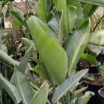 Ave del paraíso gigante (Strelitzia augusta)