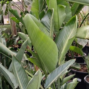 Ave del paraíso gigante (Strelitzia augusta)