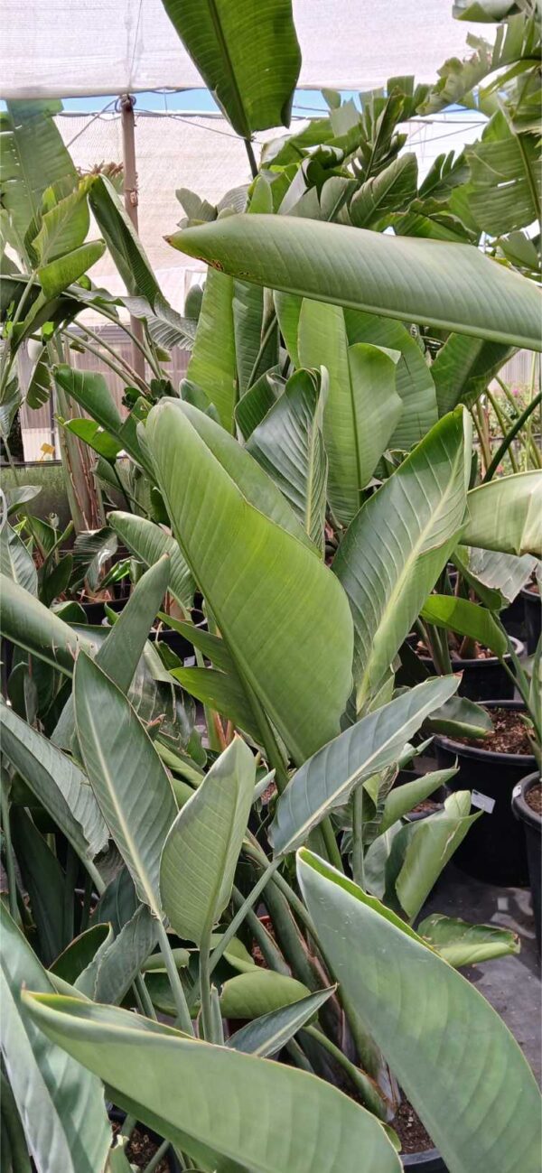 Ave del paraíso gigante (Strelitzia augusta)