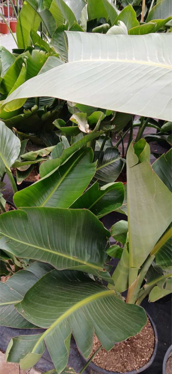 Ave del paraíso gigante (Strelitzia augusta) - Imagen 3