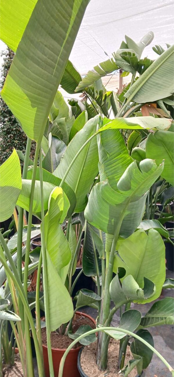 Ave del paraíso gigante (Strelitzia augusta) - Imagen 2