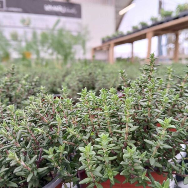 COMPRAR TOMILLO Tomillo en maceta (Thymus vulgaris) - Imagen 2