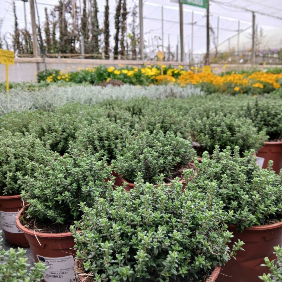 Tomillo En Maceta Desde 1 50 Comprar Online Tomillo En Maceta Desde 1 50 Comprar Online