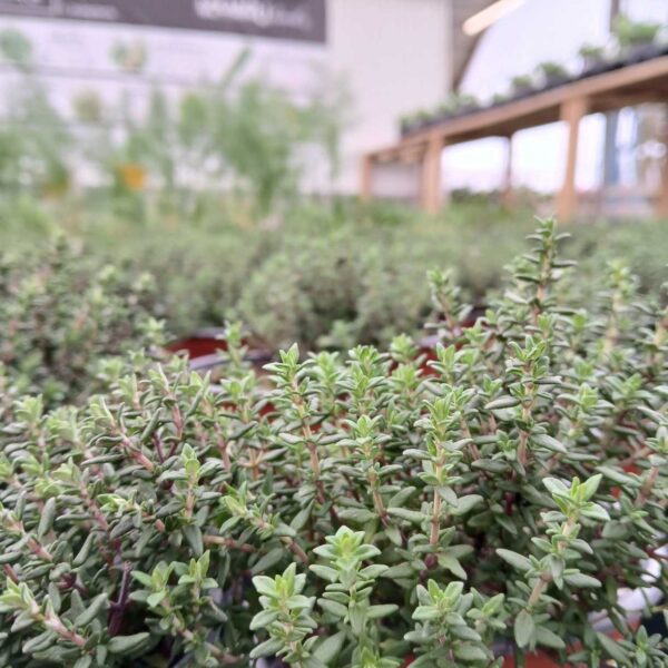 COMPRAR TOMILLO ONLINE Tomillo en maceta (Thymus vulgaris) - Imagen 3