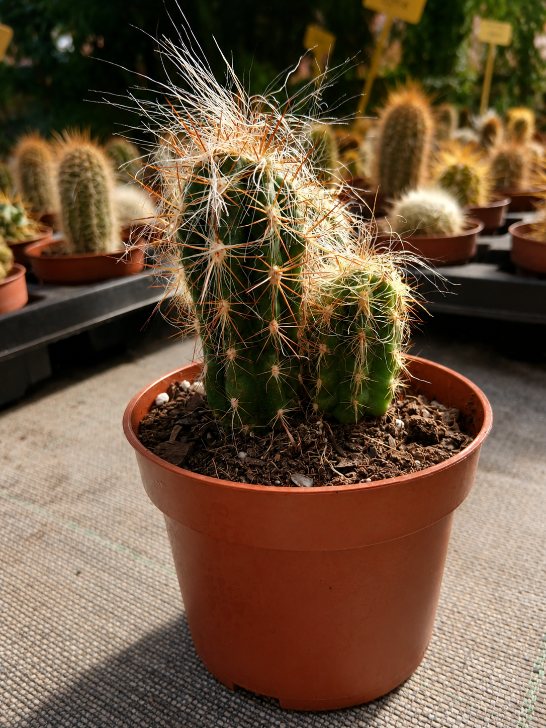 ChatGPT Image 28 jul 2026 09 56 52 Cactus en maceta - Imagen 2