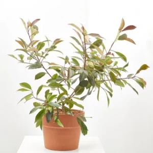 Arbusto fotinia roja (Photinia × fraseri 'Red Robin')