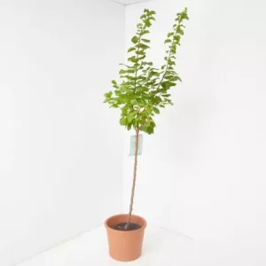 Albaricoquero (Prunus armeniaca)