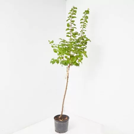 Comprar Albaricoquero barato Albaricoquero (Prunus armeniaca) - Imagen 2