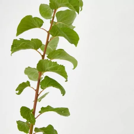 Comprar Albaricoquero envio a domicilio Albaricoquero (Prunus armeniaca) - Imagen 3