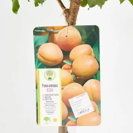 Comprar Albaricoquero online Albaricoquero (Prunus armeniaca) - Imagen 4