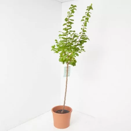 Comprar Albaricoquero Albaricoquero (Prunus armeniaca)