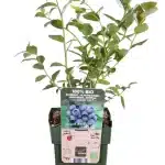 Arándano azul (Vaccinium corymbosum)