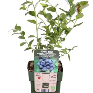 Arándano azul (Vaccinium corymbosum)