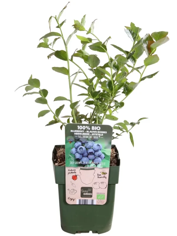 Comprar Arandano azul Vaccinium corymbosum
