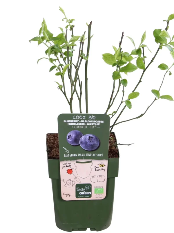 Comprar Arandano azul Vaccinium corymbosum online Arándano azul (Vaccinium corymbosum) - Imagen 2