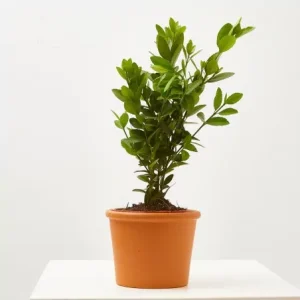Arbusto evónimo (Euonymus sp.)