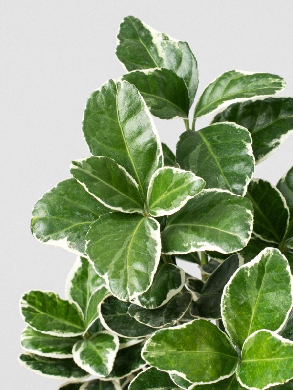 Arbusto evónimo japonés (Euonymus japonicus) - Imagen 3